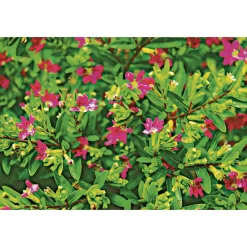 Japanische Scheinmyrthe Flori Glory Topf 11 cm ^ Plantiflor Sale
