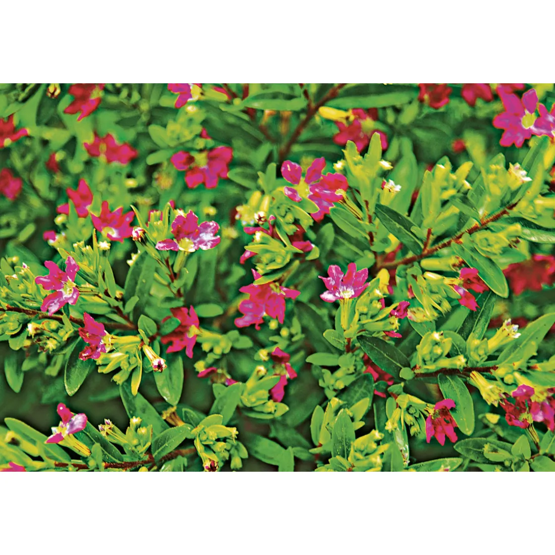 Japanische Scheinmyrthe Flori Glory Topf 11 cm ^ Plantiflor Sale