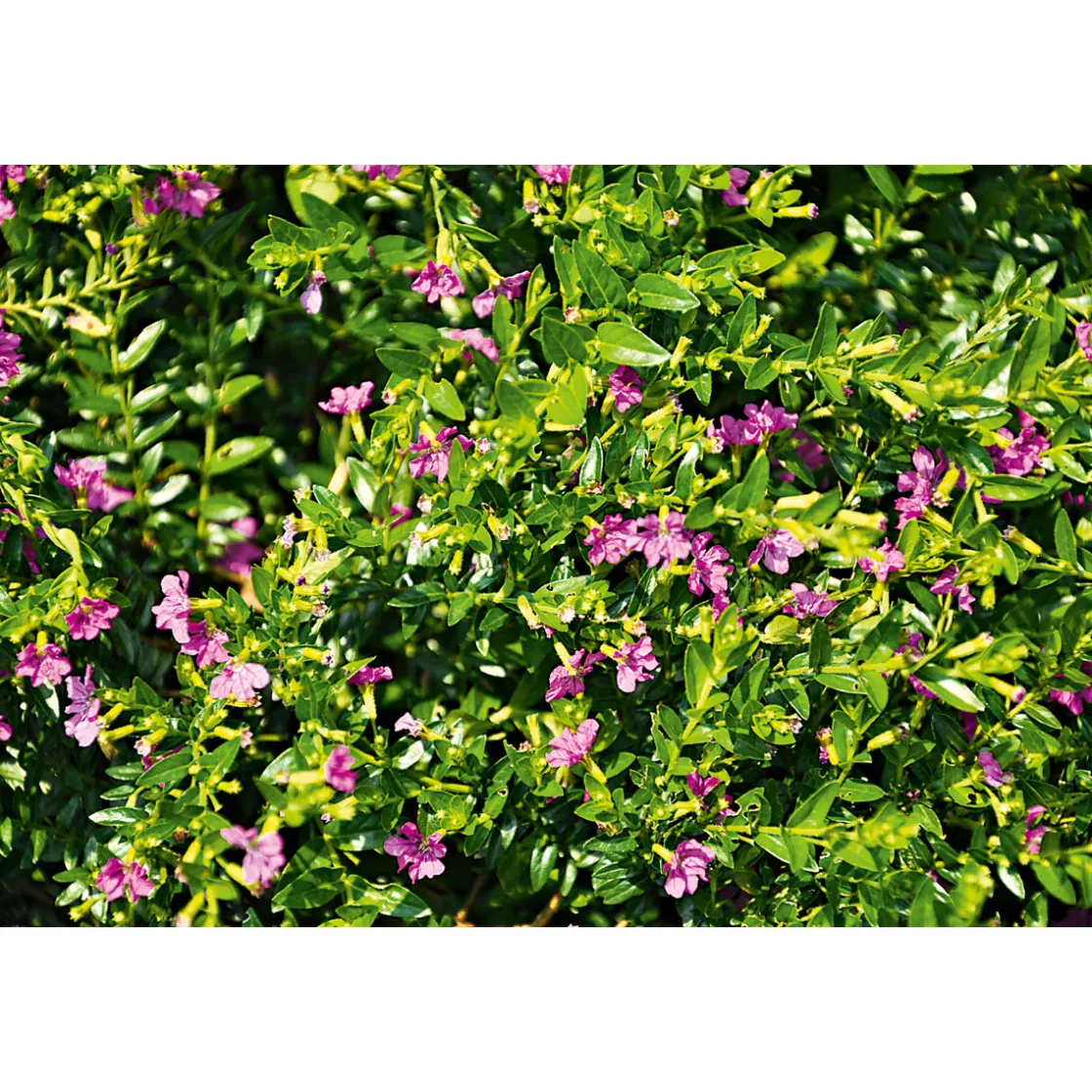 Japanische Scheinmyrthe Flori Glory Topf 11 cm ^ Plantiflor Sale