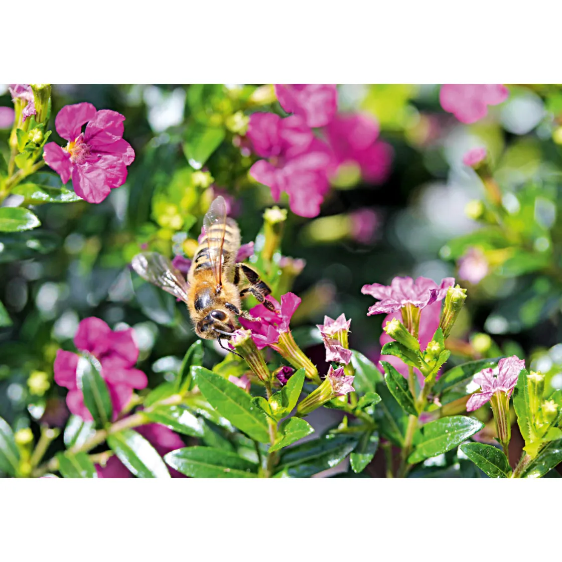 Japanische Scheinmyrthe Flori Glory Topf 11 cm ^ Plantiflor Sale