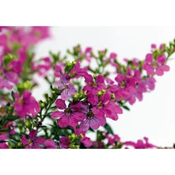 Japanische Scheinmyrthe Flori Glory Topf 11 cm ^ Plantiflor Sale