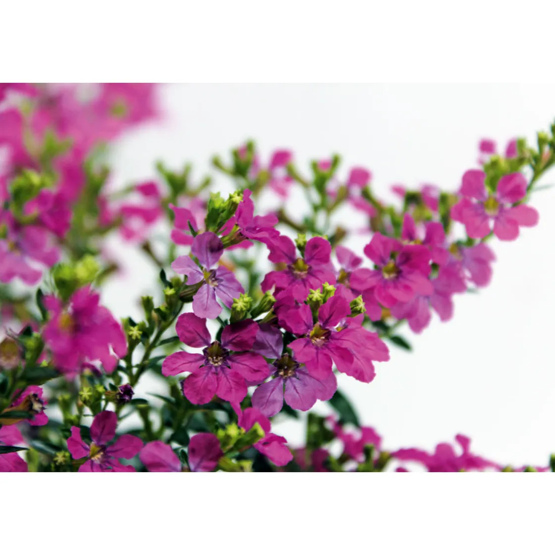 Japanische Scheinmyrthe Flori Glory Topf 11 cm ^ Plantiflor Sale