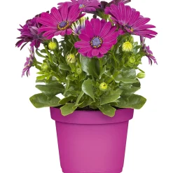 Kapkörbchen verschiedene Farben im Topf Durchmesser 10,5 cm ^ Plantiflor Online