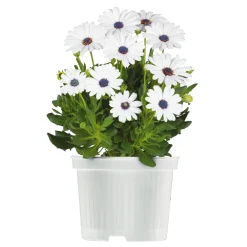 Kapkörbchen verschiedene Farben im Topf Durchmesser 10,5 cm ^ Plantiflor Online