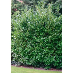 Kirschlorbeer Novita 80-100 cm ^ Plantiflor New