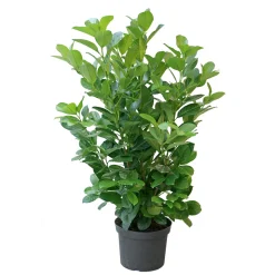 Kirschlorbeer Novita 80-100 cm ^ Plantiflor New