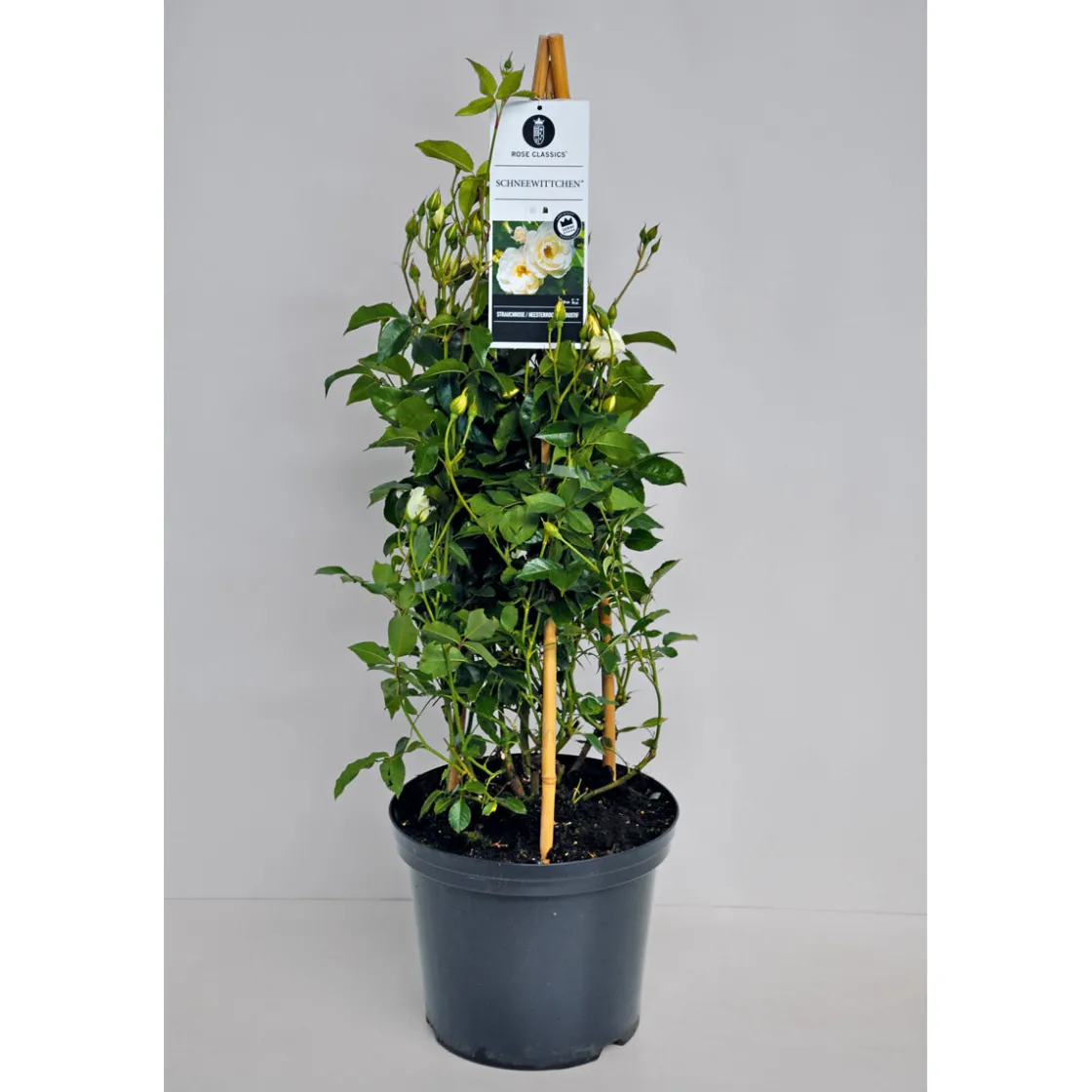 Kletterrose weiß Topf 23 cm ^ Plantiflor
