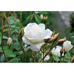 Kletterrose weiß Topf 23 cm ^ Plantiflor