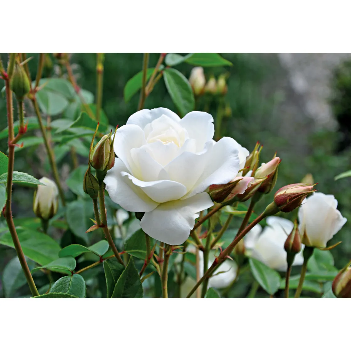 Kletterrose weiß Topf 23 cm ^ Plantiflor