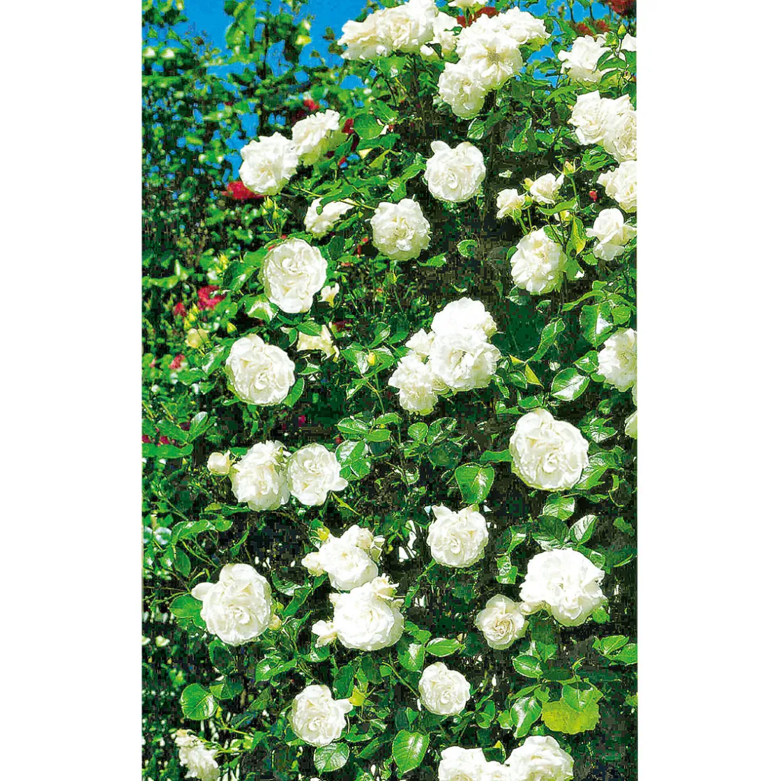 Kletterrose weiß Topf 23 cm ^ Plantiflor