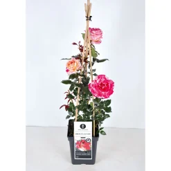 Kletterrose „Zweifarbig“, Topf Ø 23 cm ^ Plantiflor Discount