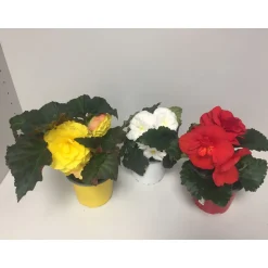 Knollenbegonie verschiedene Farben T12 ^ Plantiflor Discount