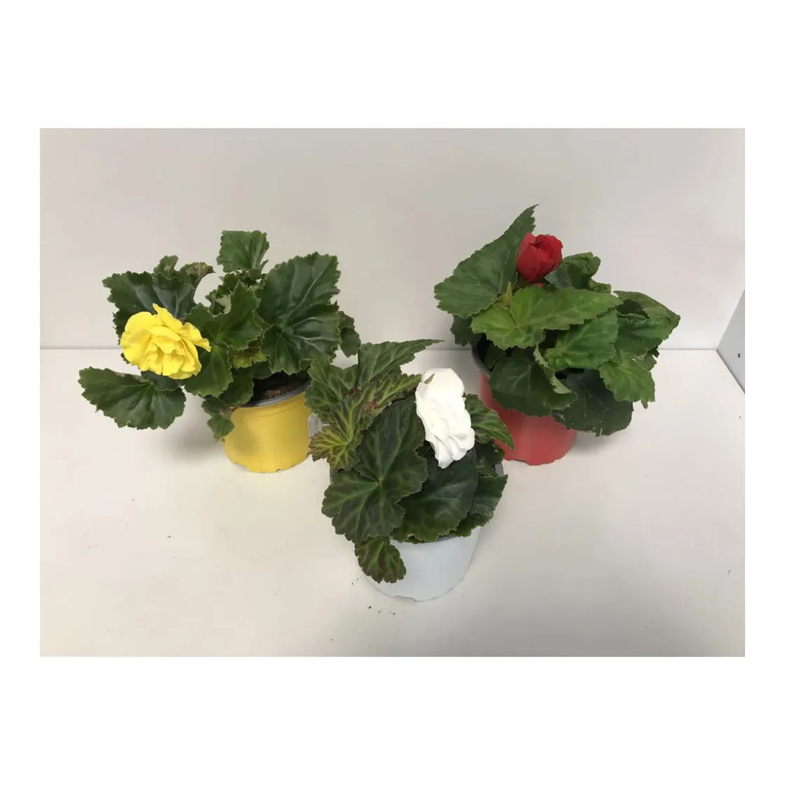 Knollenbegonie verschiedene Farben T12 ^ Plantiflor Discount