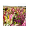Knospenheide Beauty Ladies Trio ^ Plantiflor