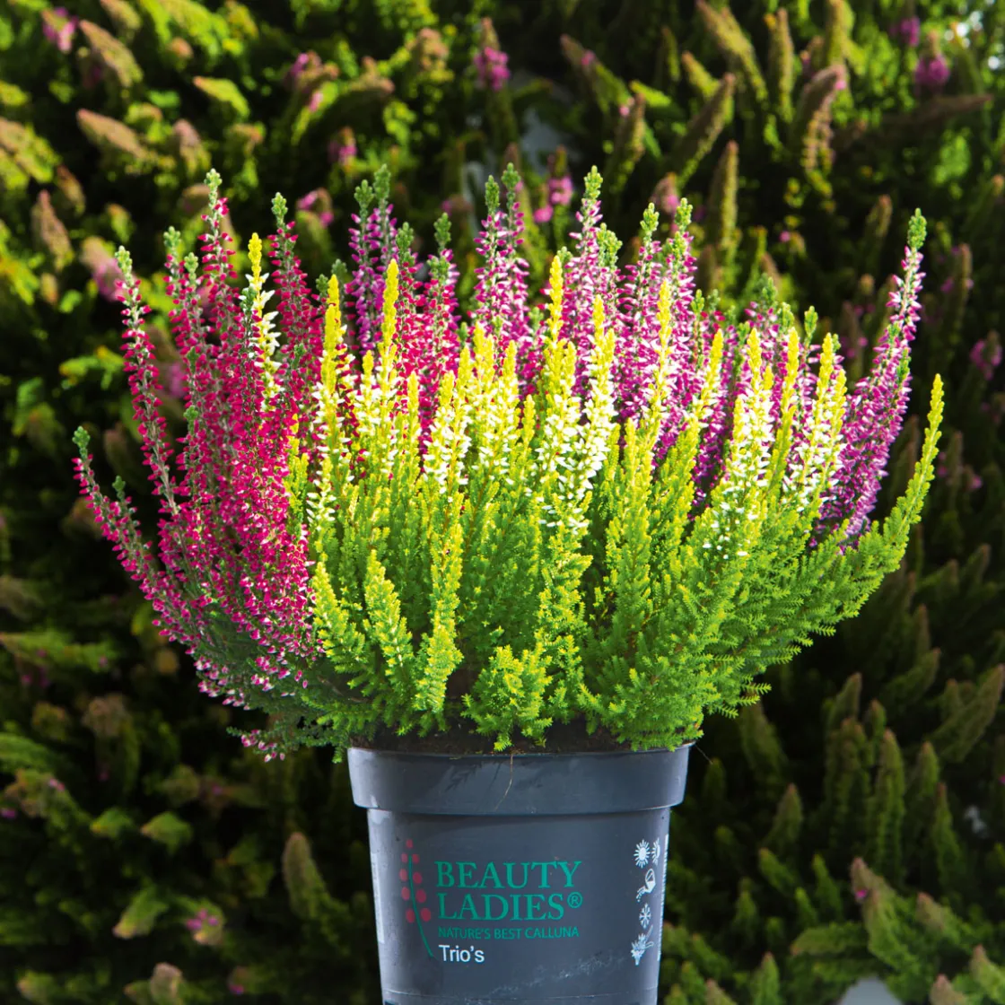 Knospenheide Beauty Ladies Trio ^ Plantiflor