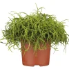 Korallenkaktus 15-20 cm T12 ^ Plantiflor Best