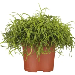 Korallenkaktus 15-20 cm T12 ^ Plantiflor Best