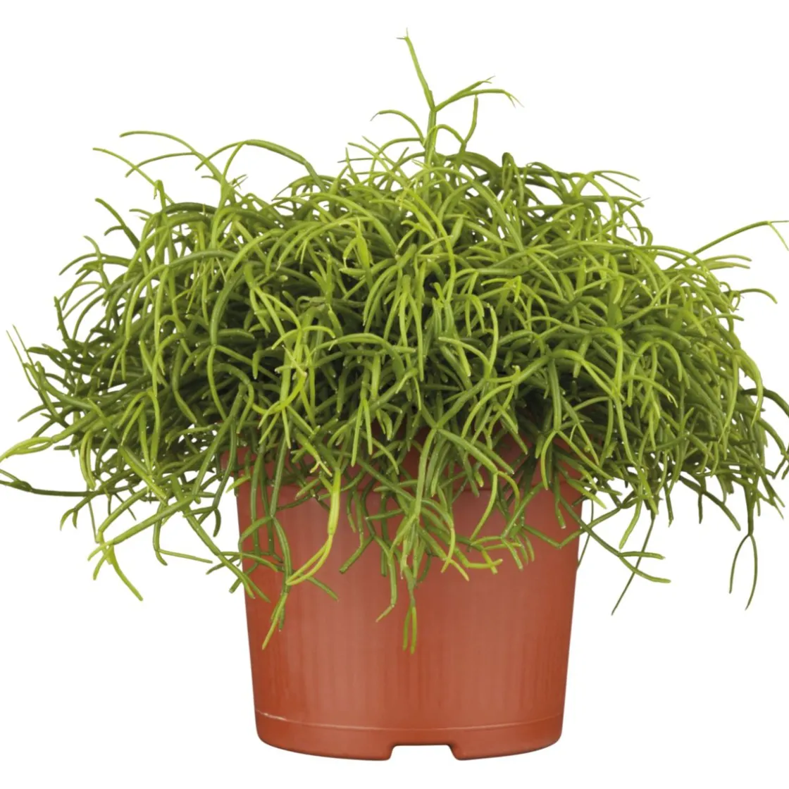 Korallenkaktus 15-20 cm T12 ^ Plantiflor Best