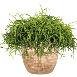 Korallenkaktus 15-20 cm T12 ^ Plantiflor Best