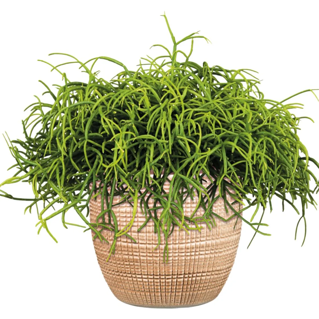 Korallenkaktus 15-20 cm T12 ^ Plantiflor Best