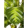 Korbmarante Topf 12 cm ^ Plantiflor Discount