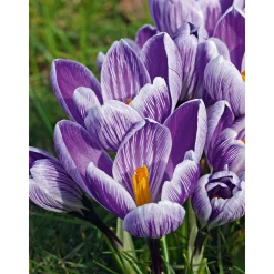 Krokus Crocus-Hybride Topf Durchmesser 10,5 cm ^ Plantiflor New