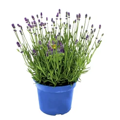 Lavendel blaue Blüten Topf Durchmesser 17 cm ^ Plantiflor