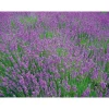 Lavendel Munstead Topf- Durchmesser 13 cm ^ Plantiflor Sale