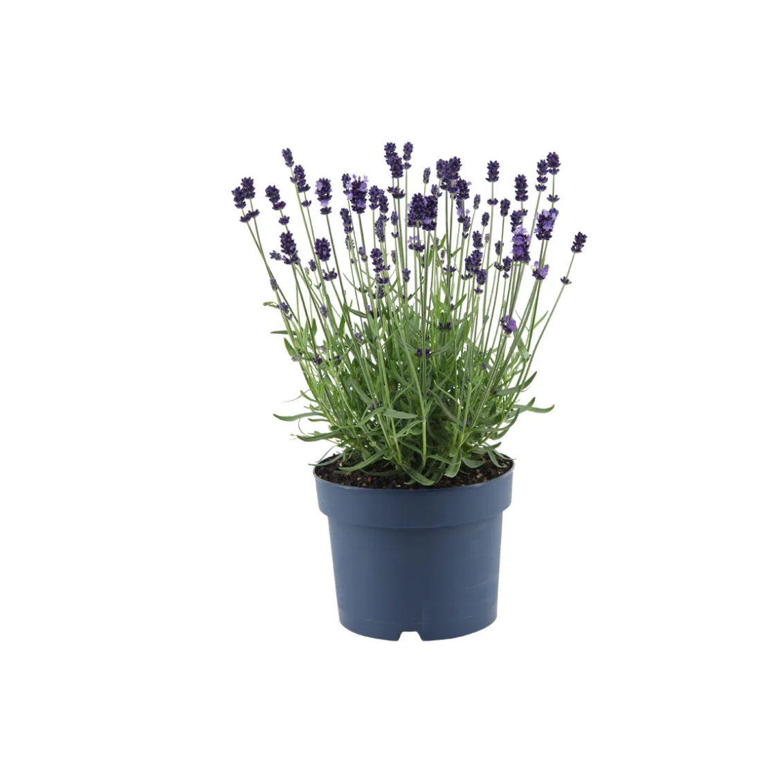 Lavendel Munstead Topf- Durchmesser 13 cm ^ Plantiflor Sale