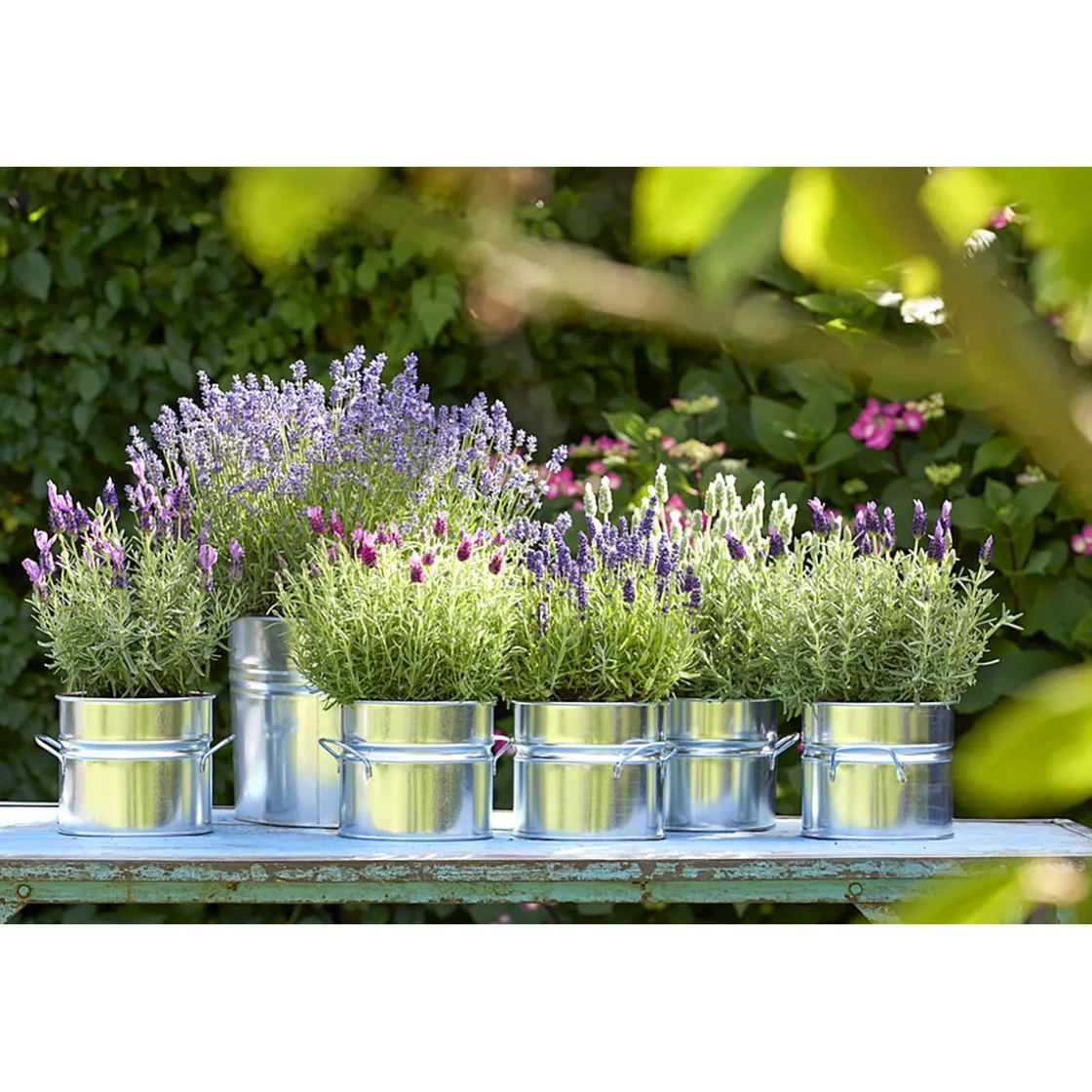 Lavendel Munstead Topf- Durchmesser 13 cm ^ Plantiflor Sale