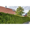 Lebensbaum Smaragd Topf- Durchmesser ca 23 cm ^ Plantiflor Hot