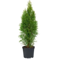 Lebensbaum Smaragd Topf- Durchmesser ca 23 cm ^ Plantiflor Hot