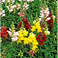 Löwenmäulchen Topf Durchmesser 13 cm ^ Plantiflor Outlet