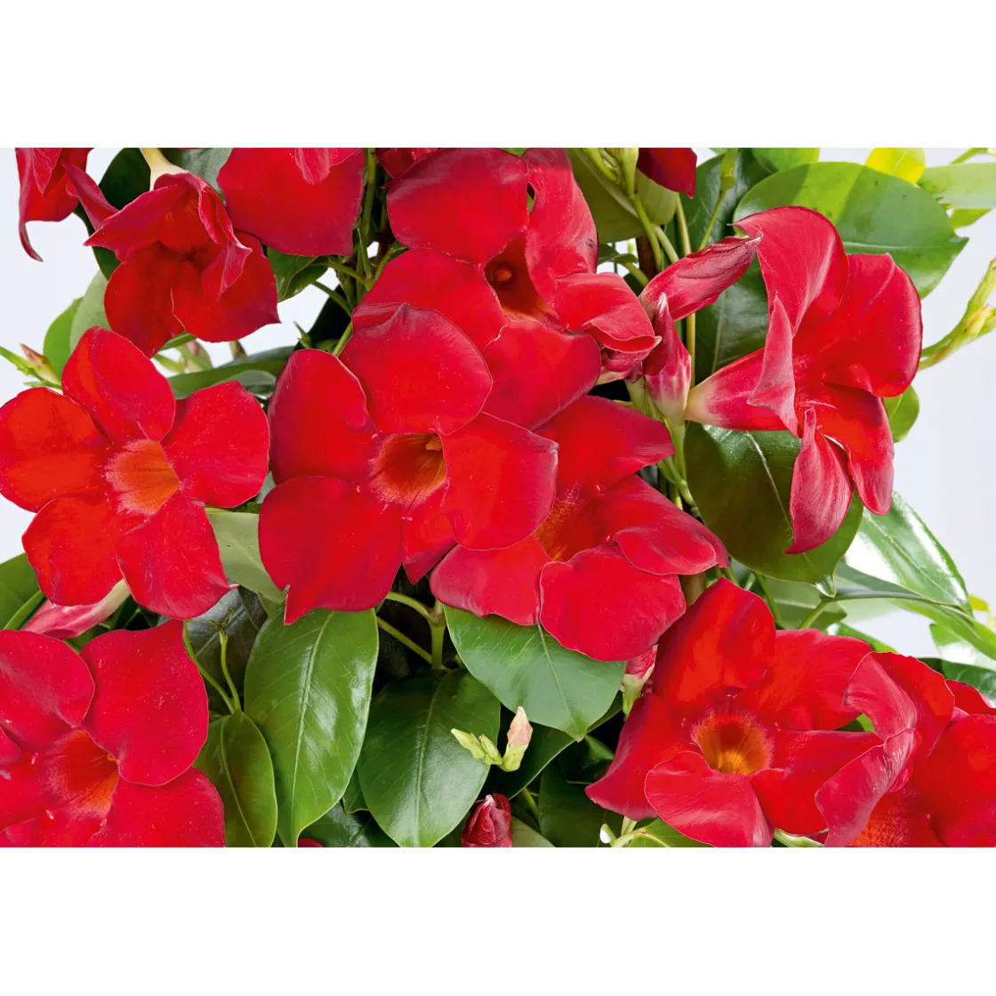 Mandevilla Pyramide Topf Durchmesser 17 cm ^ Plantiflor Best