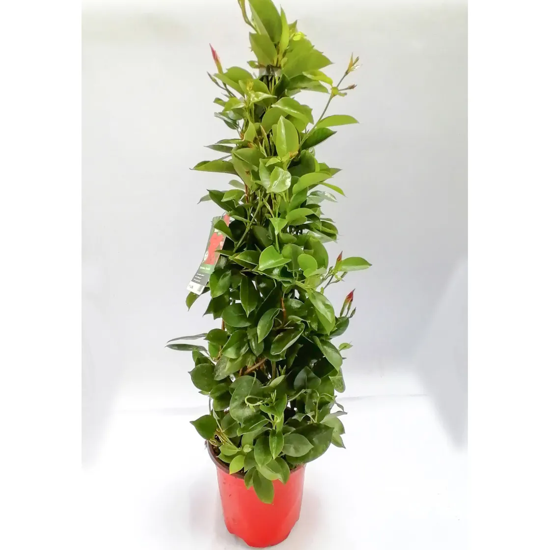 Mandevilla Pyramide Topf Durchmesser 17 cm ^ Plantiflor Best
