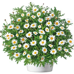 Margeritenbusch weiß im Topf Durchmesser 18 cm ^ Plantiflor Clearance