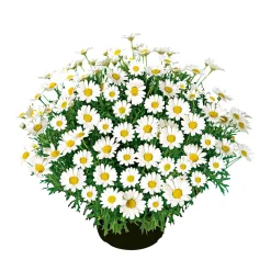 Margeritenbusch weiß im Topf Durchmesser 18 cm ^ Plantiflor Clearance