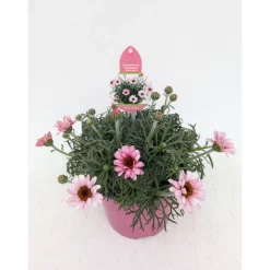 Marokko Margerite African Serie Topf Durchmesser 17 cm ^ Plantiflor Hot