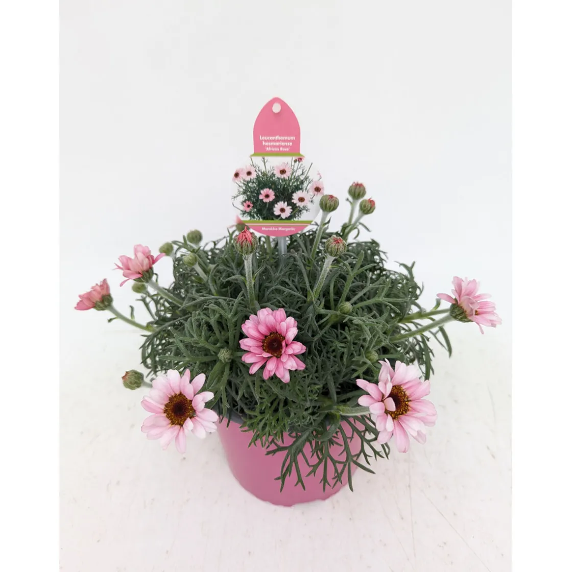 Marokko Margerite African Serie Topf Durchmesser 17 cm ^ Plantiflor Hot