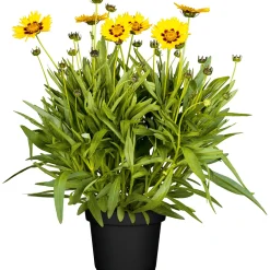 Mädchenauge Topf Durchmesser 13 cm ^ Plantiflor Discount
