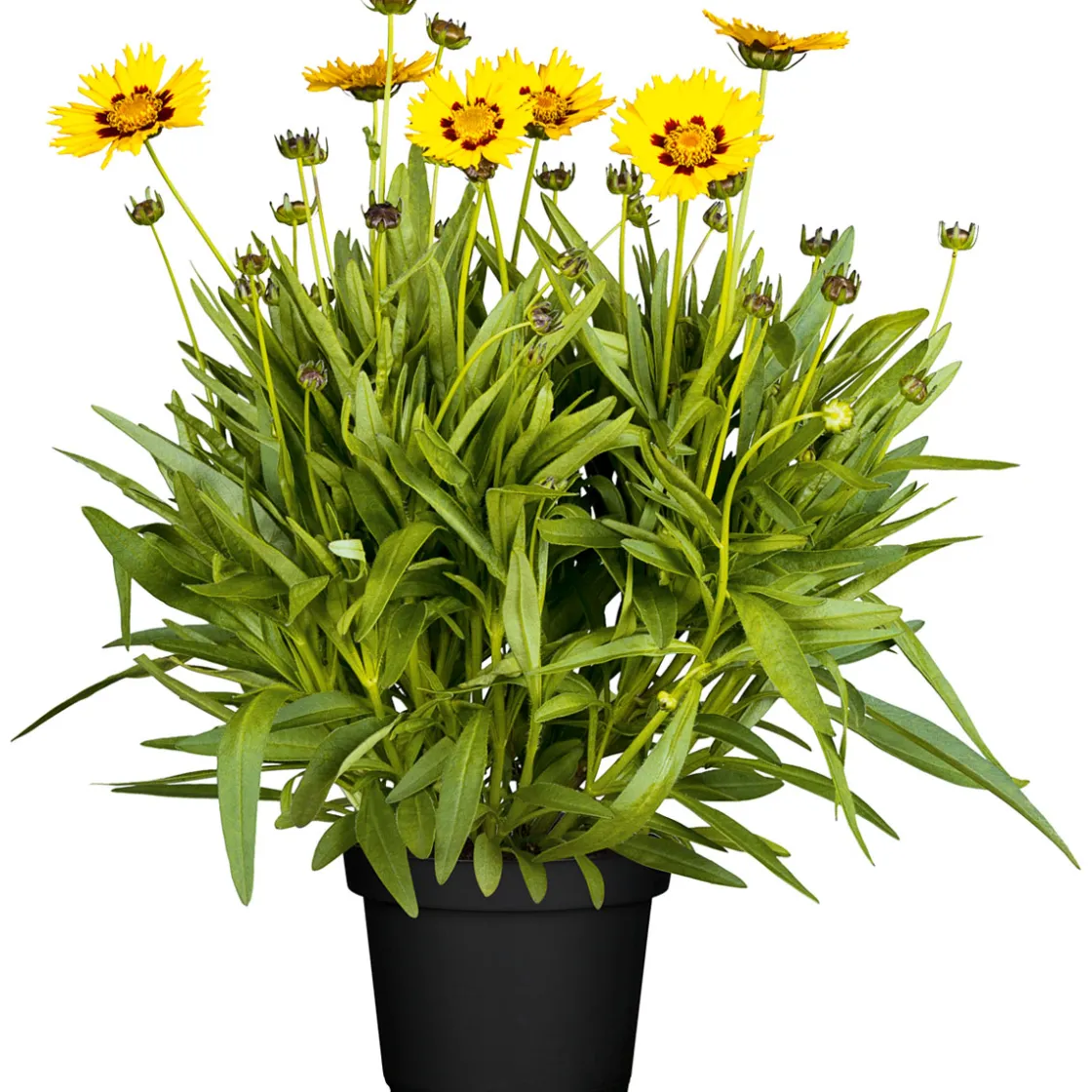 Mädchenauge Topf Durchmesser 13 cm ^ Plantiflor Discount