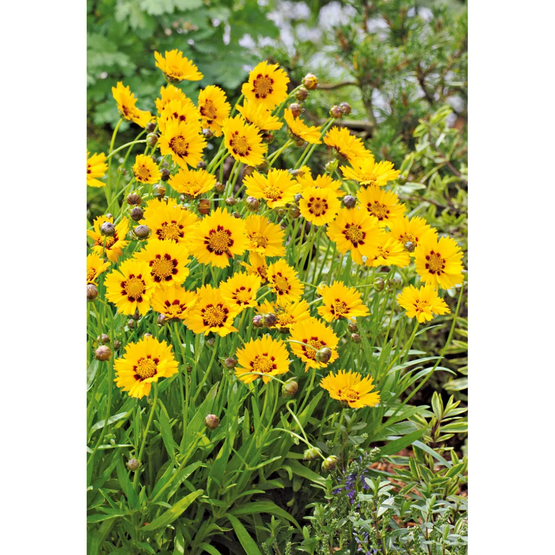 Mädchenauge Topf Durchmesser 13 cm ^ Plantiflor Discount
