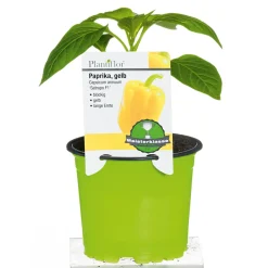Meisterklasse Paprika gelb Satrapo Topf Durchmesser 11 cm ^ Plantiflor Discount