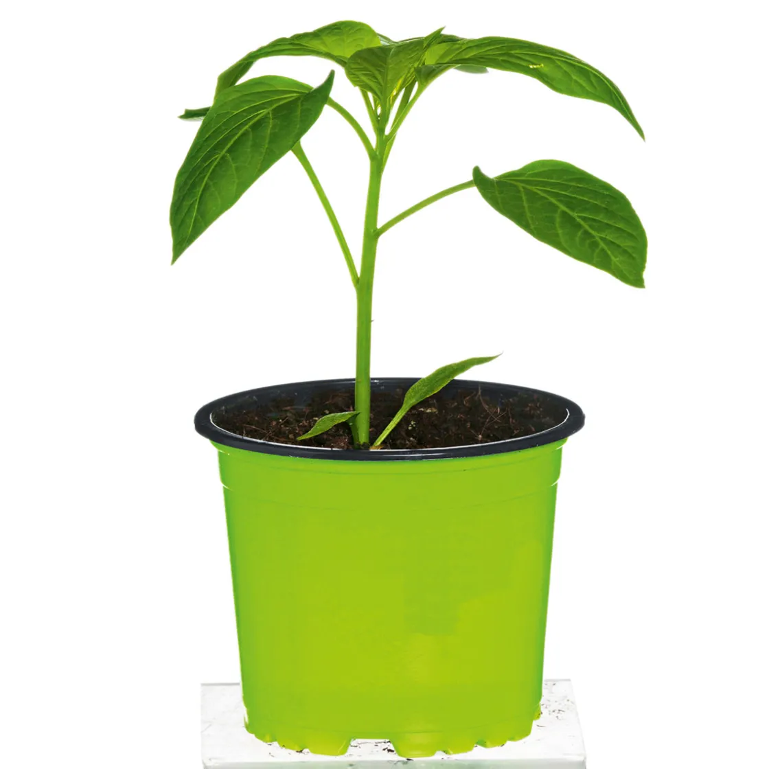 Meisterklasse Paprika gelb Satrapo Topf Durchmesser 11 cm ^ Plantiflor Discount