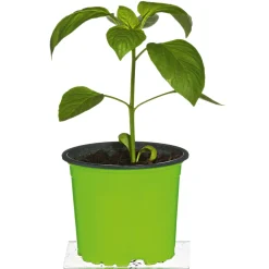 Meisterklasse Paprika rot Savio Topf Durchmesser 11 cm ^ Plantiflor Outlet