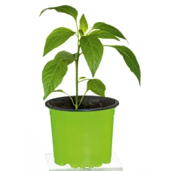 Meisterklasse Peperonie Vulkan Topf Durchmesser 11 cm ^ Plantiflor Best
