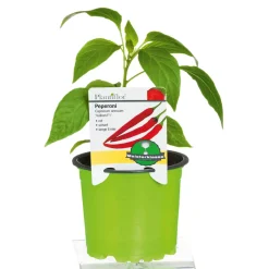 Meisterklasse Peperonie Vulkan Topf Durchmesser 11 cm ^ Plantiflor Best