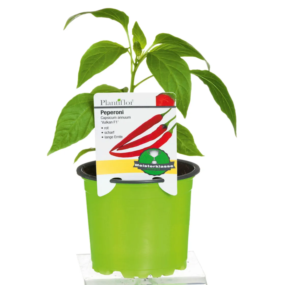Meisterklasse Peperonie Vulkan Topf Durchmesser 11 cm ^ Plantiflor Best