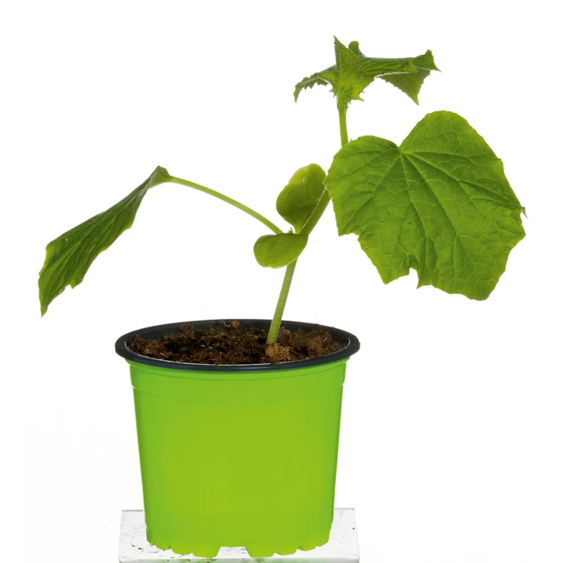 Meisterklasse Snackgurke Sultan Topf Durchmesser 11 cm ^ Plantiflor Discount