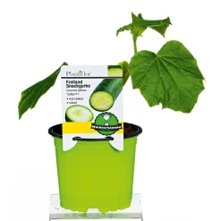 Meisterklasse Snackgurke Sultan Topf Durchmesser 11 cm ^ Plantiflor Discount